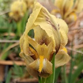 Fleur jaune et chocolat de l’Iris reichenbachii ‘Antoine’ en gros plan