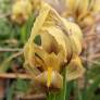 Fleur jaune et chocolat de l’Iris reichenbachii ‘Antoine’ en gros plan