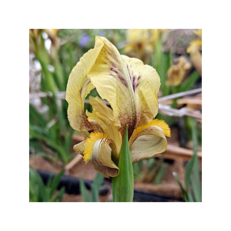 Pétales jaune pâle marbrés de brun de l’Iris des Balkans ‘Antoine’