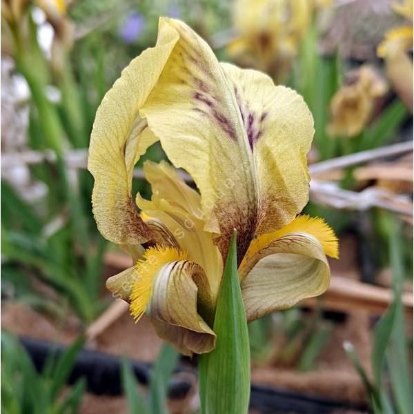 Pétales jaune pâle marbrés de brun de l’Iris des Balkans ‘Antoine’