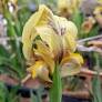 Pétales jaune pâle marbrés de brun de l’Iris des Balkans ‘Antoine’