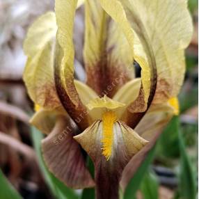 Sépales chocolat et barbe jaune de l’Iris reichenbachii ‘Antoine’