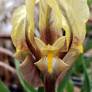 Sépales chocolat et barbe jaune de l’Iris reichenbachii ‘Antoine’