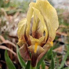Gros plan sur la fleur bicolore de l’Iris botanique ‘Antoine’
