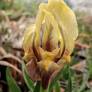 Gros plan sur la fleur bicolore de l’Iris botanique ‘Vikos’