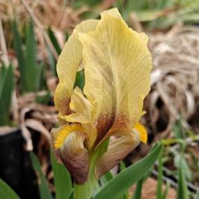 Détail des marbrures brunes et de la barbe jaune de l’Iris ‘Vikos’