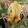 Détail des marbrures brunes et de la barbe jaune de l’Iris ‘Vikos’