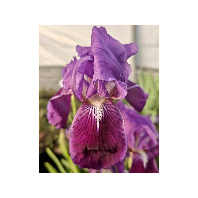Grandes fleurs bleu violacé de l’Iris marsica en gros plan
