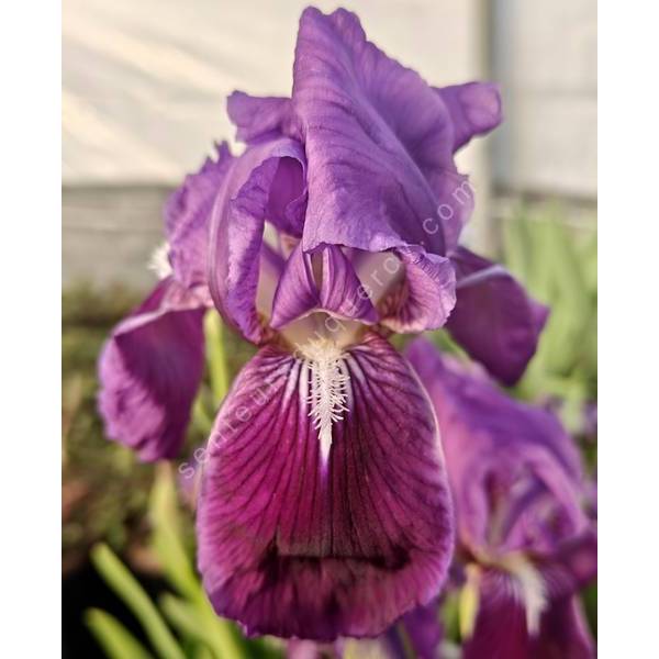 Grandes fleurs bleu violacé de l’Iris marsica en gros plan