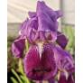Grandes fleurs bleu violacé de l’Iris marsica en gros plan