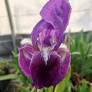 Iris de la Marsica en floraison, iris botanique des Apennins