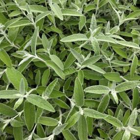 Buddleja 'Silver Anniversary' - Arbre à papillon