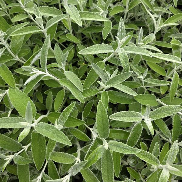 Buddleja 'Silver Anniversary' - Arbre à papillon
