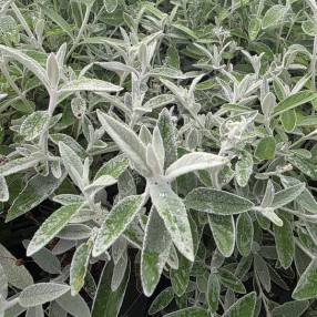 Buddleja 'Silver Anniversary' - Arbre à papillon