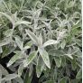 Buddleja 'Silver Anniversary' - Arbre à papillon