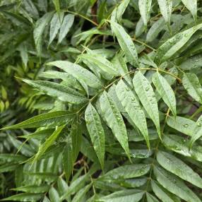 Pistacia chinensis - Pistachier de Chine