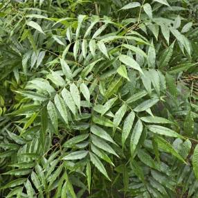 Pistacia chinensis - Pistachier de Chine