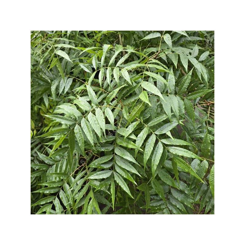 Pistacia chinensis - Pistachier de Chine