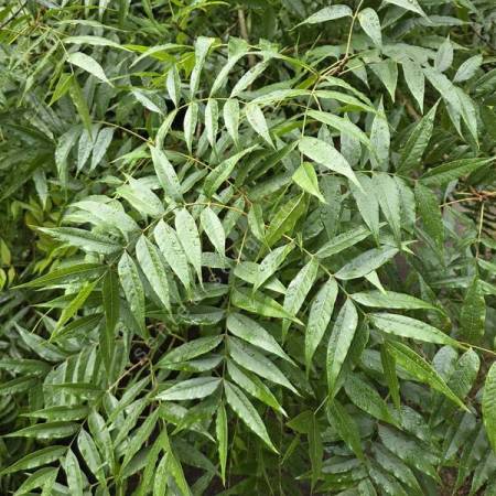 Pistacia chinensis - Pistachier de Chine