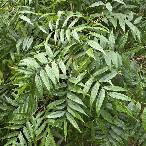 Pistacia chinensis - Pistachier de Chine