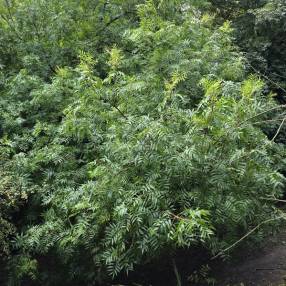 Pistacia chinensis - Pistachier de Chine