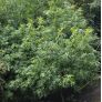 Pistacia chinensis - Pistachier de Chine