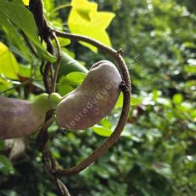 Fruit en formation d'Akébie à cinq feuilles