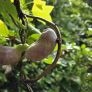 Fruit en formation d'Akébie à cinq feuilles