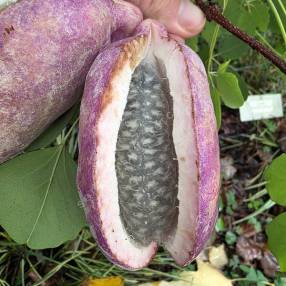 Fruit ouvert d'Akébie à cinq feuilles