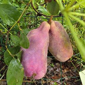 Fruit à maturité d'Akebia quinata