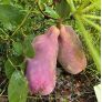 Fruit à maturité d'Akebia quinata
