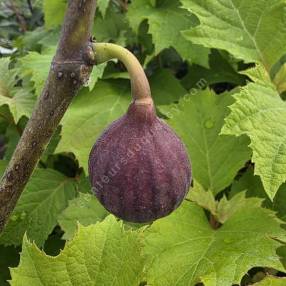 Figue du Figuier 'Terza'