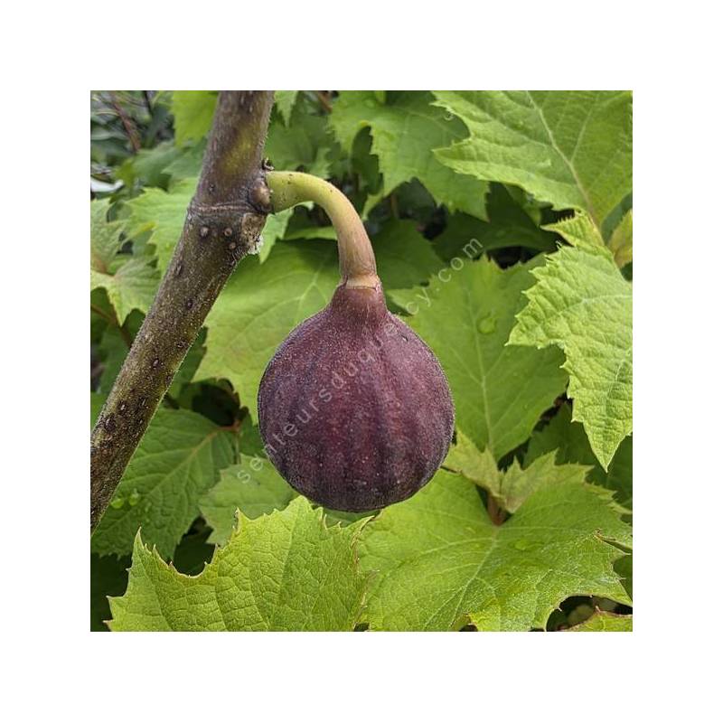 Figue du Figuier 'Terza'