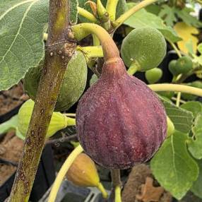 Ficus carica 'Terza' en fruit 