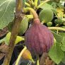 Ficus carica 'Terza' en fruit 