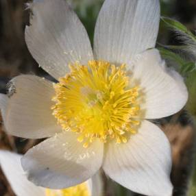 Fleur blanc pur de pulsatille vulgaris 'Alba' ouverte sur ses étamines jaunes