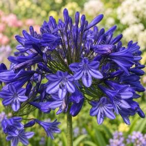 Agapanthus praecox 'Storm Cloud' - Agapanthe bleu indigo