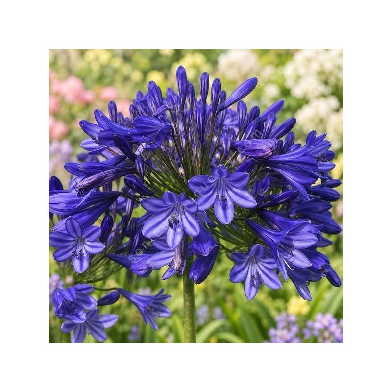 Agapanthus praecox 'Storm Cloud' - Agapanthe bleu indigo