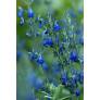 Salvia chamaedryoides var. isochroma - Sauge arbustive bleue