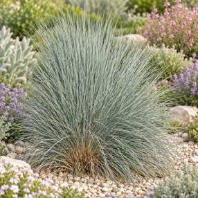 Helictotrichon parlatorei 'Schatzalp' - Avoine Bleutée