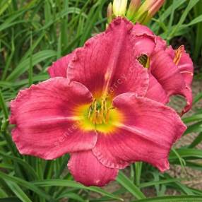 Hemerocallis 'Anneliese Frevert' en fleurs dans un massif ensoleillé
