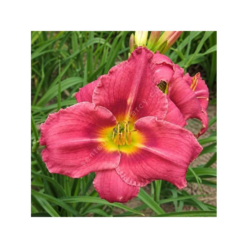Hemerocallis 'Anneliese Frevert' en fleurs dans un massif ensoleillé