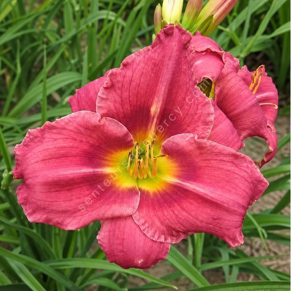 Hemerocallis 'Anneliese Frevert' en fleurs dans un massif ensoleillé