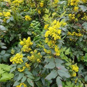Mahonia aquifolium – Mahonia à feuilles de houx
