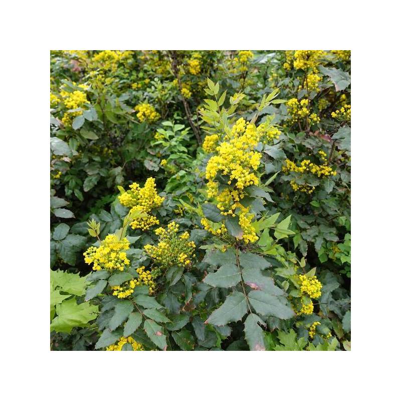 Mahonia aquifolium – Mahonia à feuilles de houx