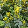 Mahonia aquifolium – Mahonia à feuilles de houx