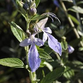 Teucrium fruticans 'Syracuse' - Germandrée arbustive à grandes fleurs bleu ciel