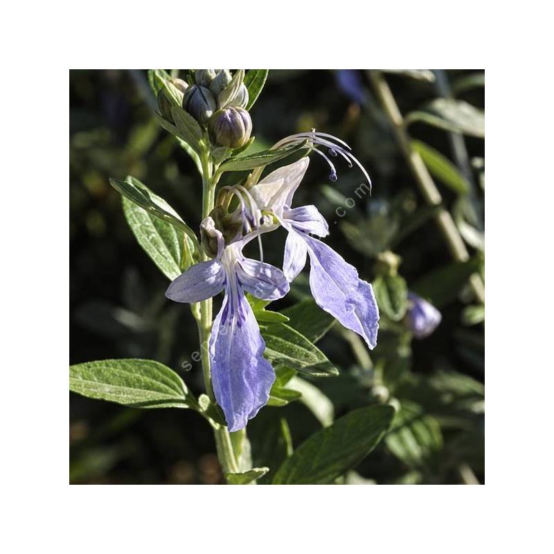 Teucrium fruticans 'Syracuse' - Germandrée arbustive à grandes fleurs bleu ciel