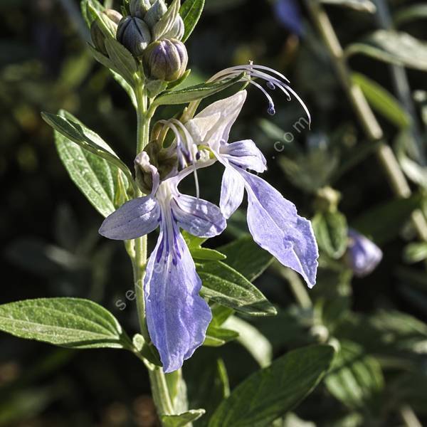 Teucrium fruticans 'Syracuse' - Germandrée arbustive à grandes fleurs bleu ciel