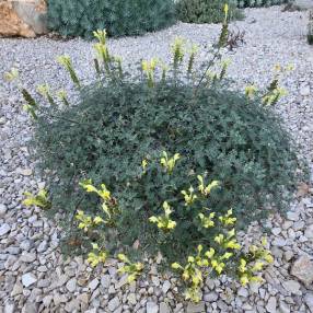 Scutellaria orientalis subsp. cretaceae - Scutellaire d'orient